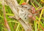 Solitary Swamp Sparrow