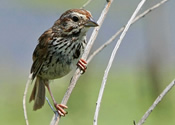 Song Sparrow