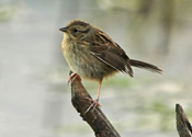 Swamp Sparrow