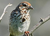 Tree Sparrow