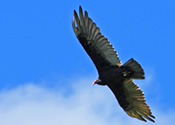 Turkey Vulture