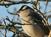 White-crowned Sparrow