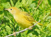 Yellow Warbler