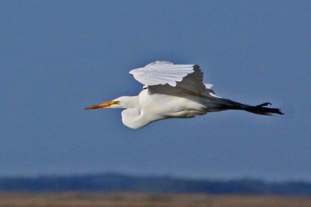 2011 Egret