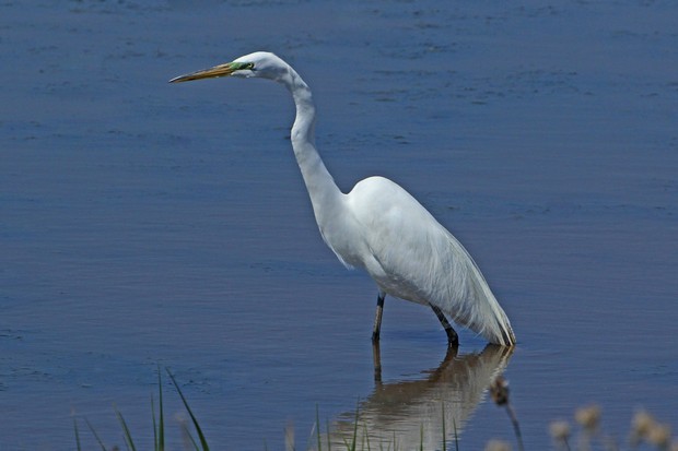 2011 Egret