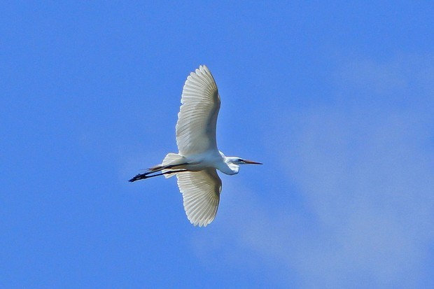 2011 Egret