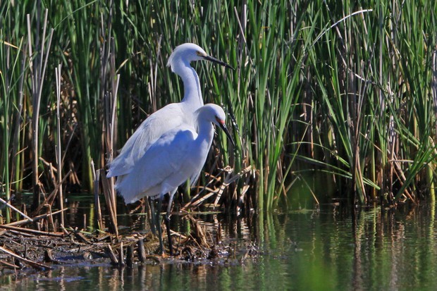 2011 Egret