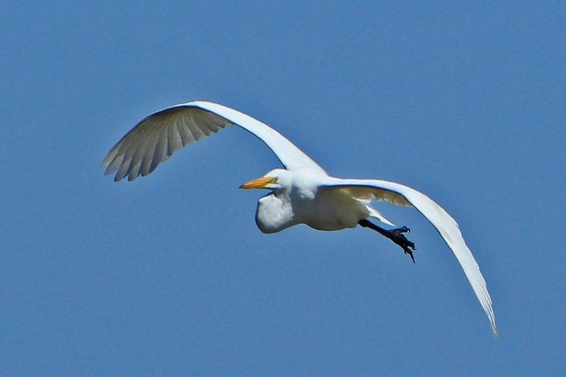 2011 Egret