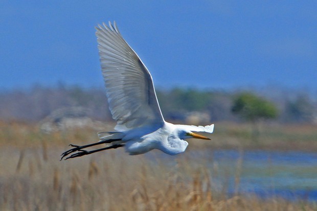 2011 Egret