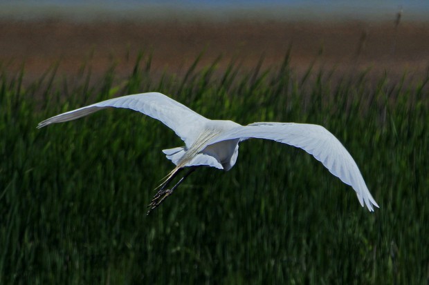 2011 Egret