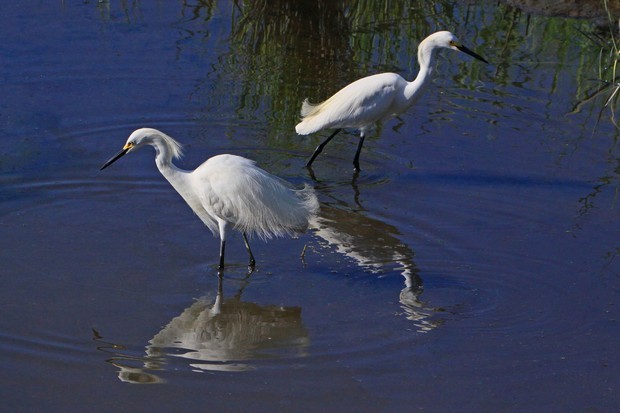 2011 Egret