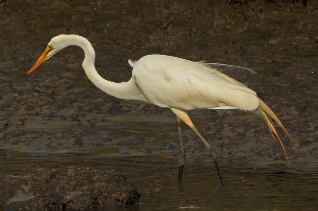 2011 Egret