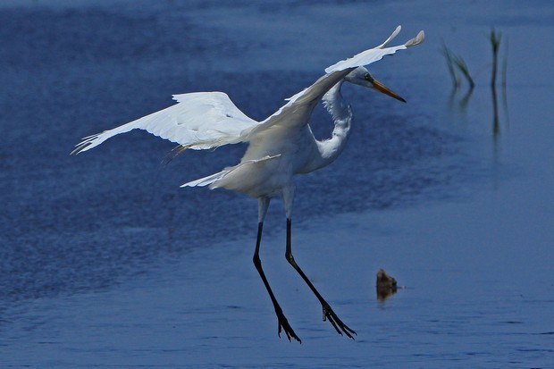 2011 Egret