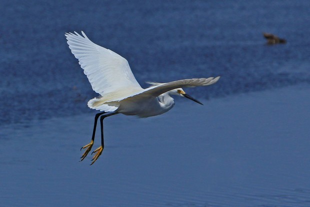 2011 Egret