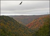 Blackwater Canyon overview