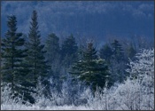 Early Canaan Valley frost