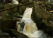 Engine Run in Blackwater Falls State Park