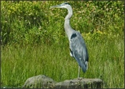 Great Blue Heron at Pendleton Lake