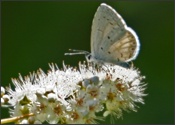 North Canaan Valley butterfly