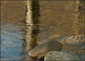 Red Creek reflections