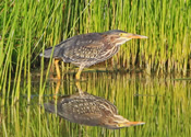 Double herons