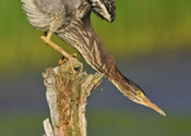 Heron neck stretch