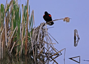 Keeper of the cattails