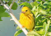 Warbler lunch