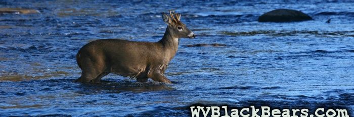 WVBlackBears.com