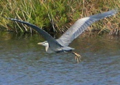 Big Bird