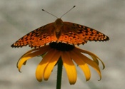 Butterfly landing
