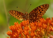 Butterfly in flowers