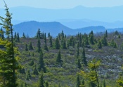 Dolly Sods in April