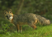 Grey Fox