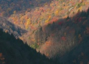 Last Color of Fall