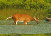 Pond Browsing