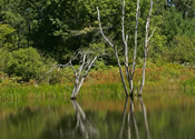 Pond Reflection