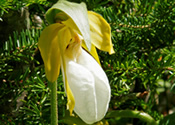 Rare White Lady's Slipper