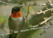 Ruby throated hummingbird