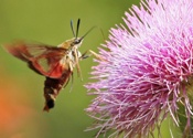 Hummingbird Moth