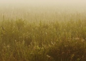 Morning Mist in Canaan Valley