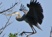 Tree Landing