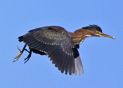 Branch Jumping