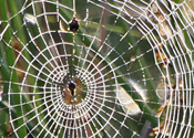 Bullseye Spiderweb
