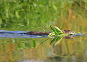 Muskrat Lunch