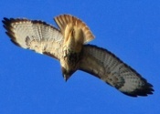 Adult Red Tailed
