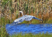 Big Wings