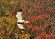 Fall Hunt
