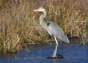 First Pond Ice