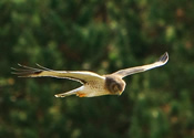 Gliding